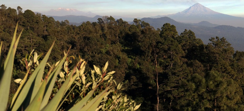 CCMSS llama a detener la deforestación e impulsar la gestión sostenible de los bosques y selvas