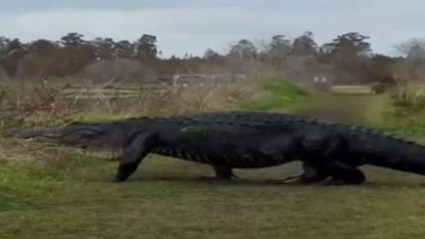 [TLMD - MIA] Viral: captan descomunal cocodrilo que "parece dinosaurio"