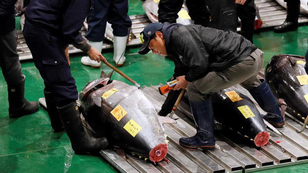 [TLMD - NATL] Precio récord por un atún en subasta  de Tokio