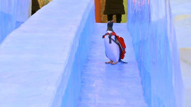 Simpáticos pingüinos se deslizan por toboganes de hielo