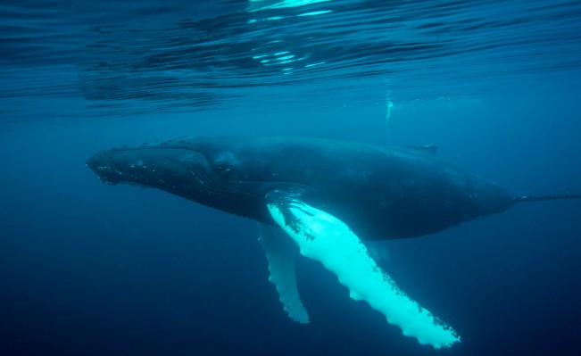 Google AI escucha 15 años de grabaciones de fondo marino para canciones de ballenas ocultas