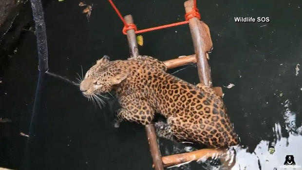 Así rescataron a un leopardo que cayó a un pozo de 30 pies de profundidad 