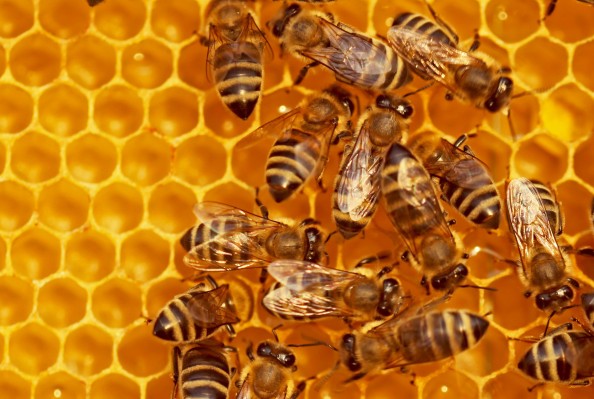 Salvemos a las abejas con el aprendizaje automático.