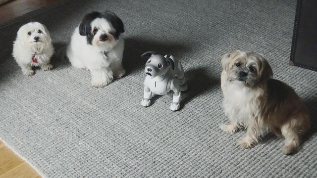 Aibo anda con algunos (reales) perros