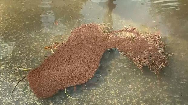 Maravilla natural: miles de hormigas hacen una “isla” para salvarse de inundación