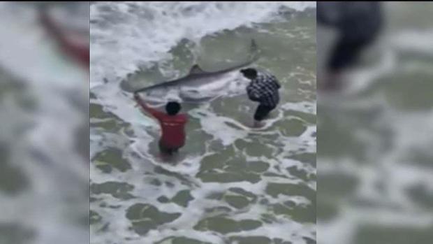 Video: Inmenso tiburón se acerca a playa de Florida
