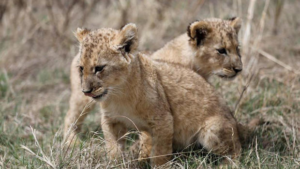Nacen primeros leones concebidos por inseminación artificial