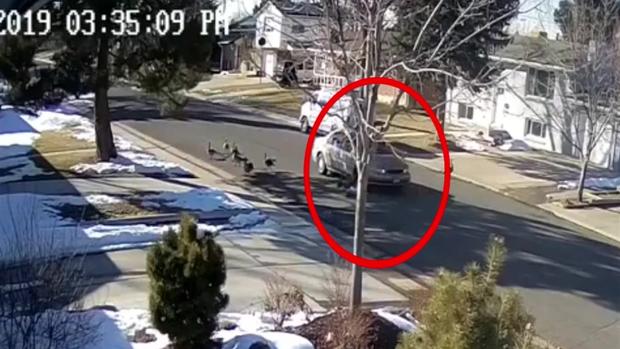 Cruel: video capta a conductor de Denver atropellando gansos que cruzaban la calle