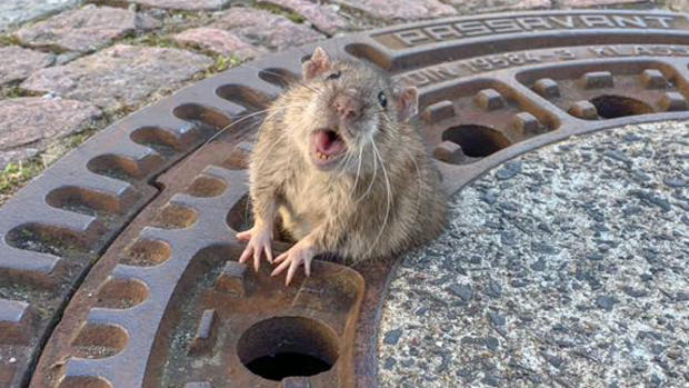 [TLMD - LV] Ratita obesa: rescate de roedor se vuelve viral