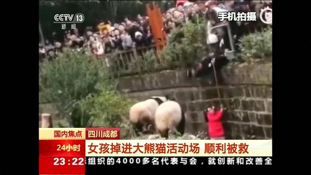 [TLMD - LV] Captado en video; niña cae a jaula de los osos panda