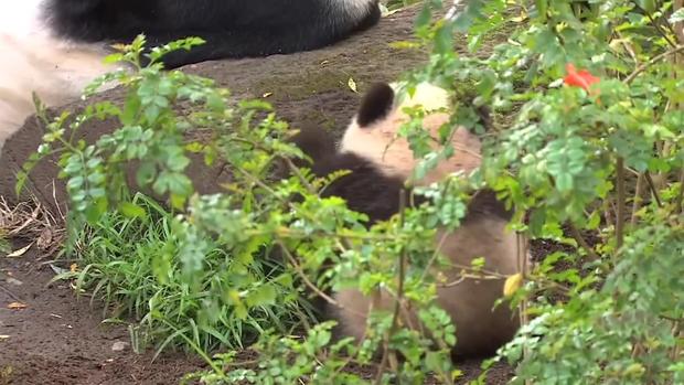 Adorables pandas se retiran a la China 