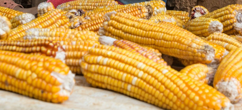 Diversidad de maíz en peligro: Jesusa Rodríguez; alimentación “se neoliberalizó”: Mejía