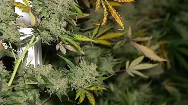 [TLMD - Denver] Estudio revela aumento de urgencias por usar marihuana