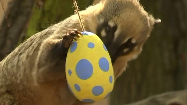 La búsqueda más insólita de huevos de Pascua