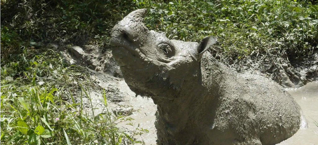 Muere Tam, el último rinoceronte macho de Sumatra