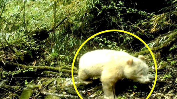 [TLMD - LV] Avistan por primera vez un panda albino en una reserva de China