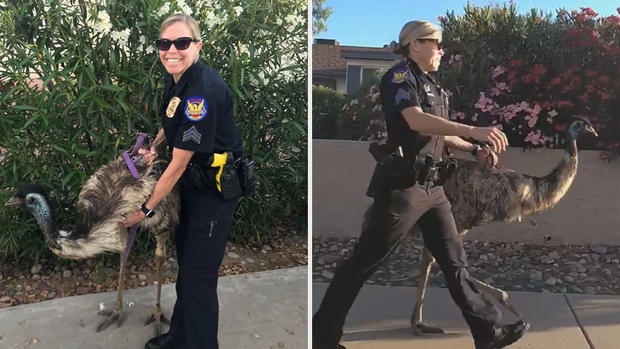 Viral: oficiales capturan a emú suelto en calles de Phoenix