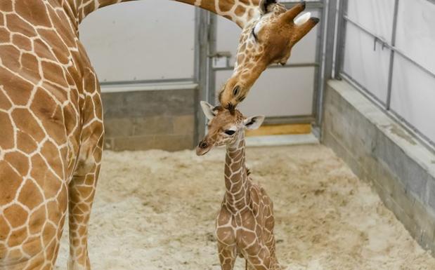 [TLMD - NATL] Mamá al rescate: bebé jirafa da sus divertidos primeros pasitos