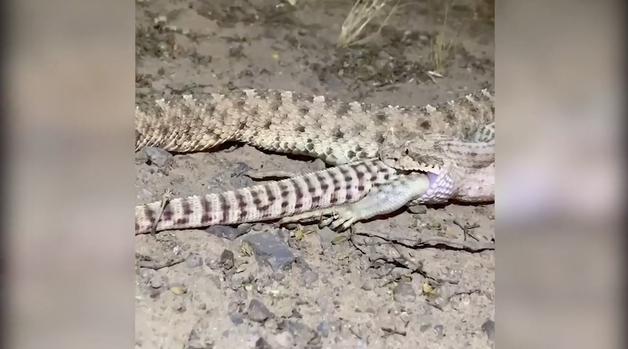[AZ] Captado en video: gigantesca cascabel se devora una iguana en desierto de Arizona