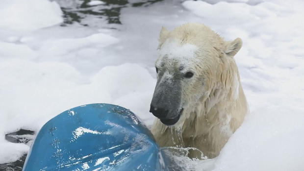 Osos polares gozan de divertido baño de espuma