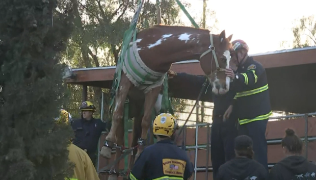 [LA] Rescatan caballo que cayó dentro de un contenedor de basura