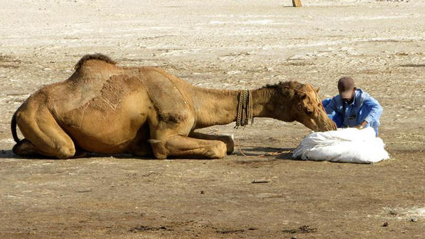 Nómades llegan en camello para votar