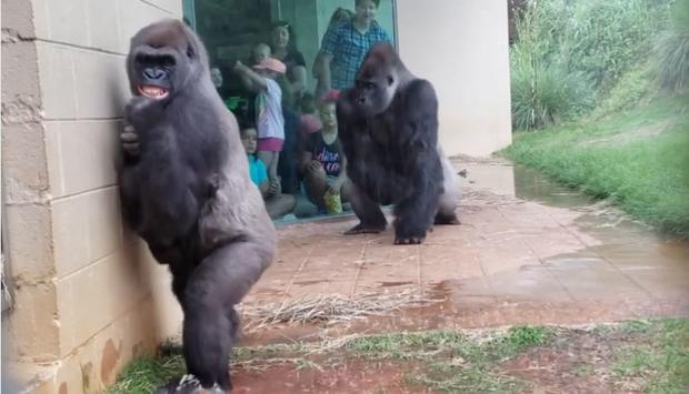 [TLMD - NATL] Viral: la reacción de gorilas con sus crías por la lluvia