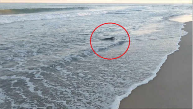 [TLMD - NATL] Rescate insólito: extraña criatura sorprende a pescador en la playa 