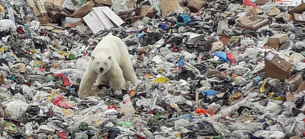 Capturan a osa polar que deambulaba en calles de Norilsk, en busca de comida | Video