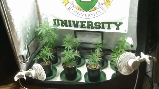 [TLMD - LA] Universidad dicta clases sobre marihuana