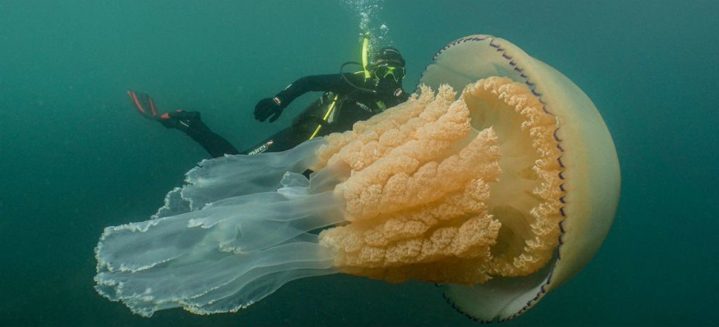 Cautivan las redes imágenes de medusa gigante | Video