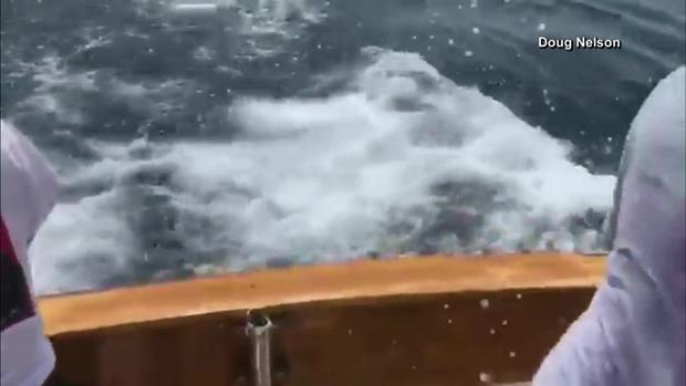 [TLMD - Boston] Salta tiburón a solo pies del bote de una familia