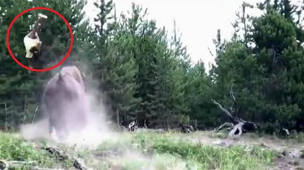 [TLMD - NATL] Aterrador: niña lanzada por el aire tras embestida de bisonte furioso