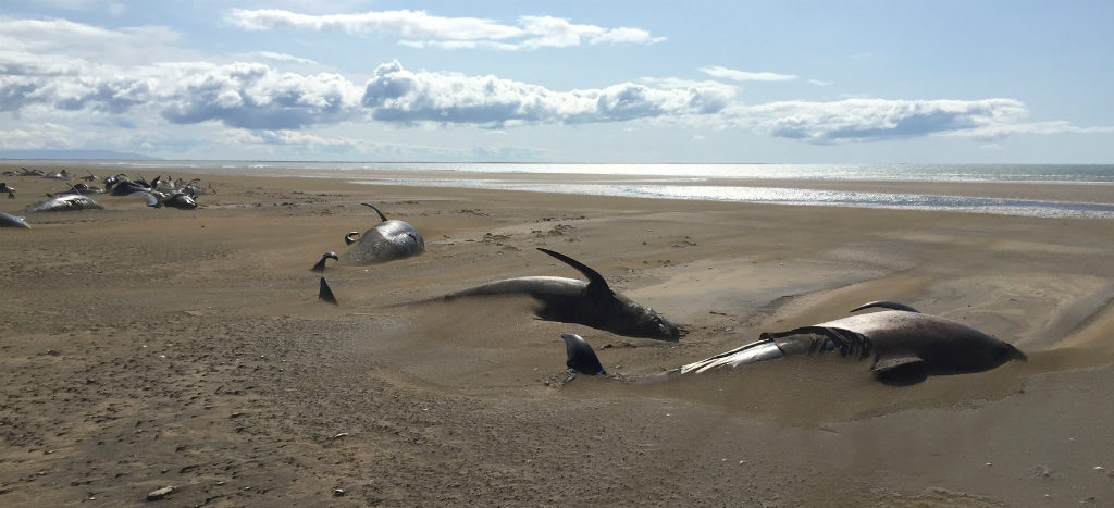 Mueren 20 ballenas en Islandia; rescatan a otras 30