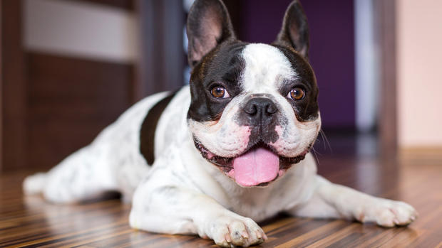 13 razas de perros ideales para vivir en apartamentos