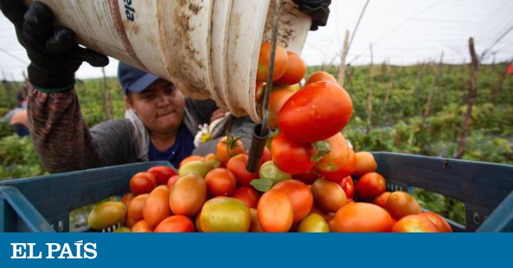 EE UU llega a un acuerdo con México para levantar los aranceles sobre el tomate