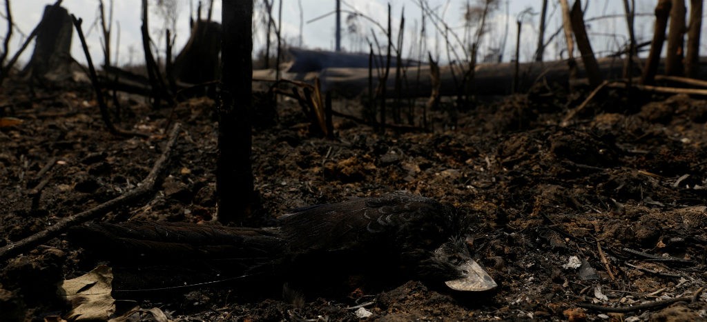 Miles de animales han muerto por los incendios en el Amazonas