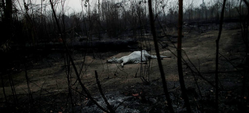 Fuegos en la Amazonia: emergencia mundial (Artículo)