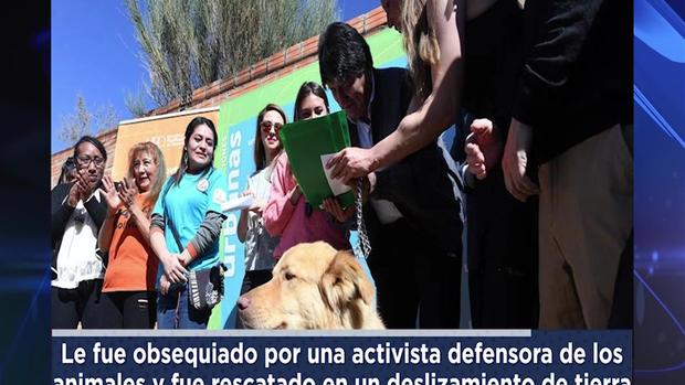 [TLMD - NATL] El perro rescatado que le regalaron a Evo Morales