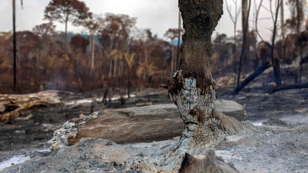 [TLMD - LV] De cerca: las zonas carbonizadas por el fuego en la Amazonía