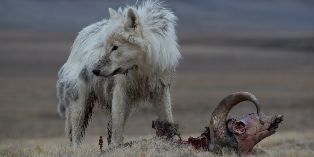 Entrevista del Reino del Lobo Blanco | Screen Rant - La Neta Neta