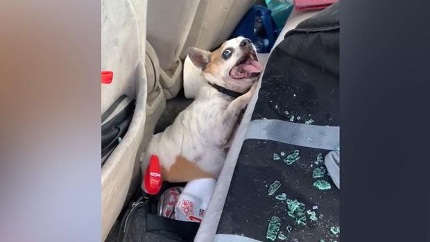 [TLMD - Denver] Policía rescata a perro encerrado en un auto; su dueño fue arrestado