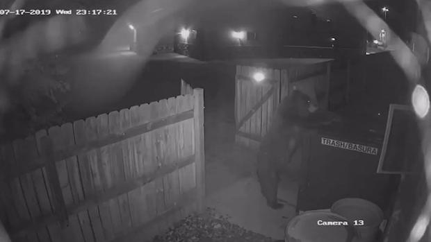 [TLMD - Denver] Oso intenta escapar con la basura de una casa en Colorado