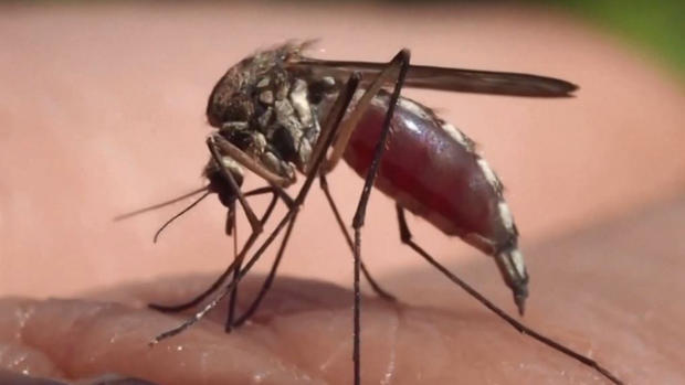 Triple E: virus mortal que comienza como gripe; transmitido por mosquitos
