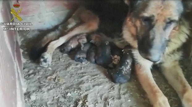 Seis perritos son enterrados vivos en España
