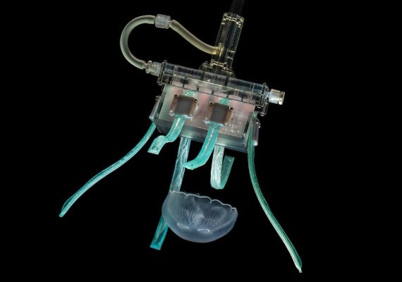 Suavemente, suavemente, gelatina pegadiza: esta pinza robótica "ultragentle" recoge vida marina frágil