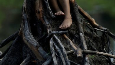 Tres décadas llevaría recuperar la Amazonia: investigador del Instituto de Ecología de UNAM