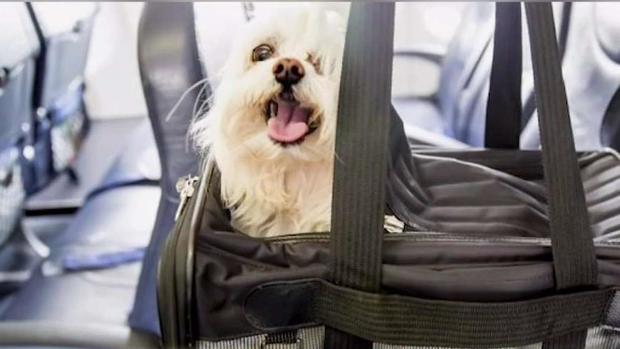 [TLMD - MIA] Mujer demanda aerolínea por encerrar a su perro