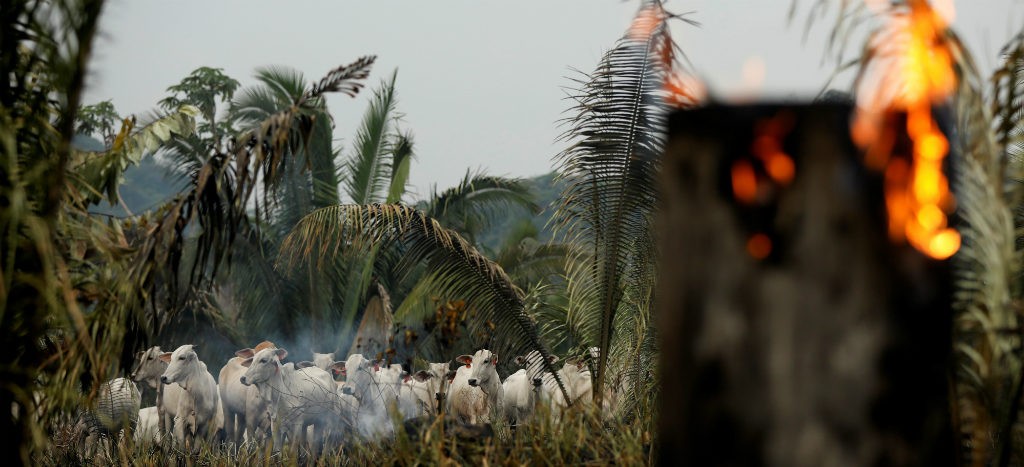 Grupos criminales detrás de deforestación en Amazonas: HRW