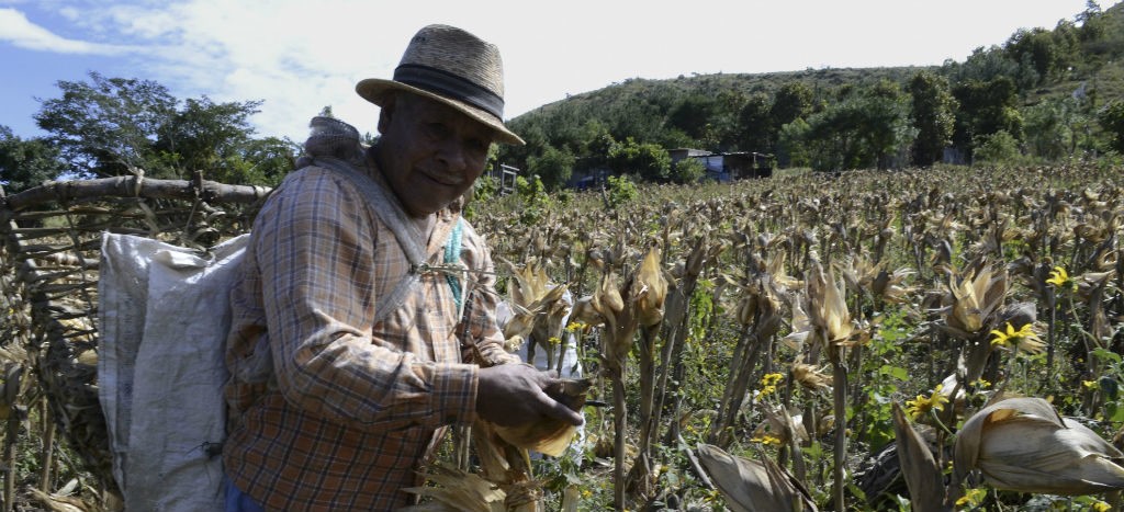 Senado busca impedir que transnacionales se apoderen del maíz mexicano